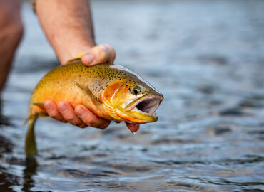 Angler with trout on Brooks Creek Ranch fishing program