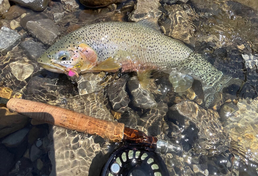 Livingstone River fly fishing in the Alberta foothills